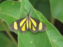 Cyllopoda claudicula