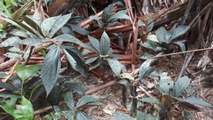 Elatostema
