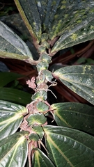 Elatostema