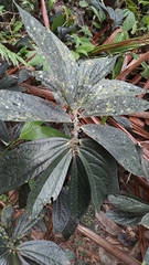 Elatostema
