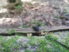 Tibionema abdominalis