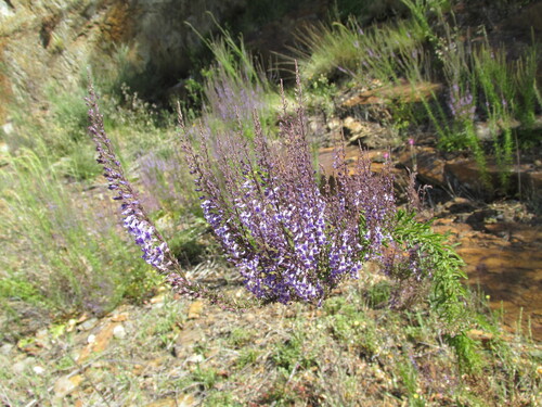 Anarrhinum longipedicellatum (Anarrhinum longipedicellatum)