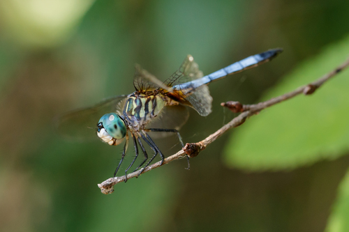 Blue Dasher (Pachydiplax longipennis), a species recorded in Oregon