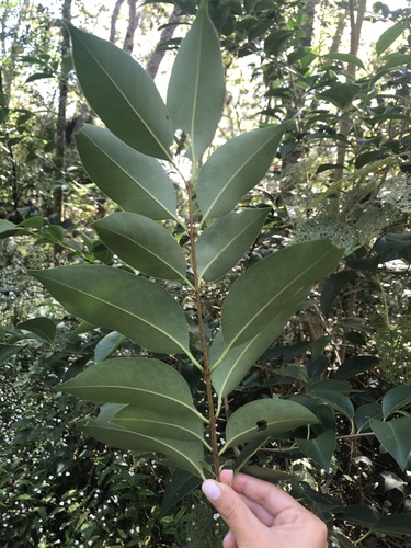 Ligustrum lucidum image
