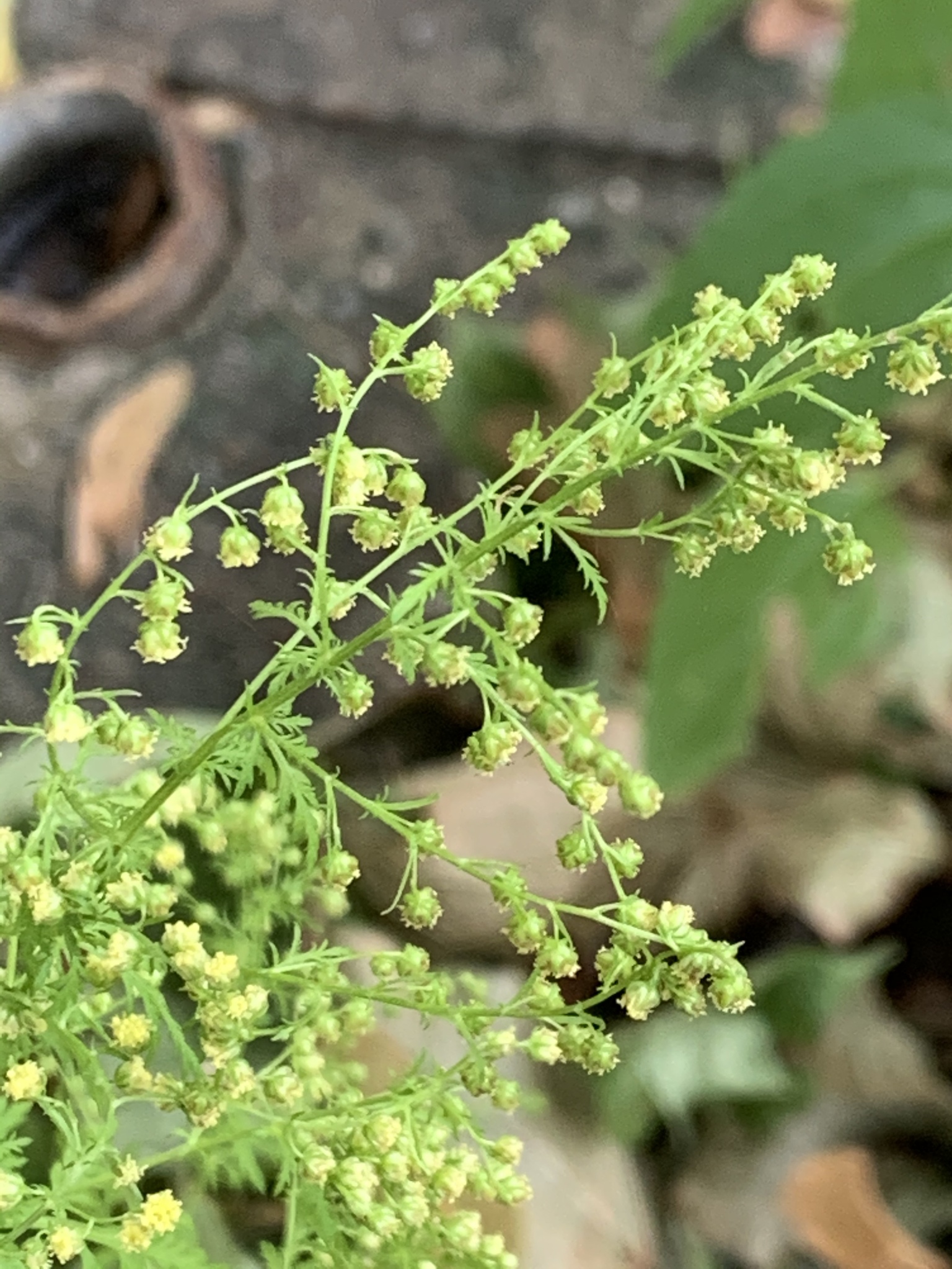 AGROBITS Nuevo hogar jardín de plantas 100 semillas Semillas Artemisia annua púrpura artemisa de un año 