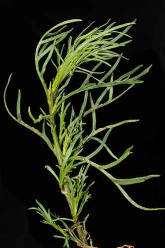 Senecio rudbeckiifolius, photograph 1