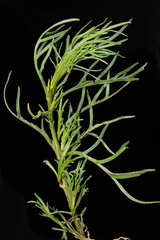 Senecio rudbeckiifolius