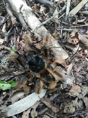 Phrixotrichus vulpinus