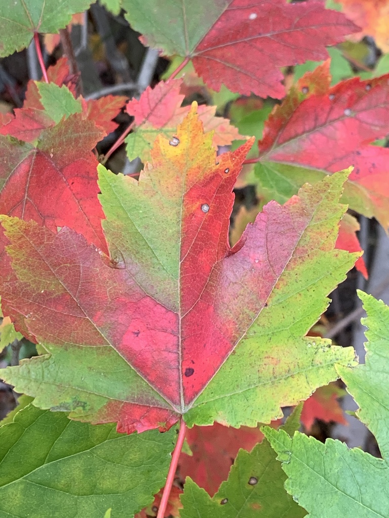 red maple