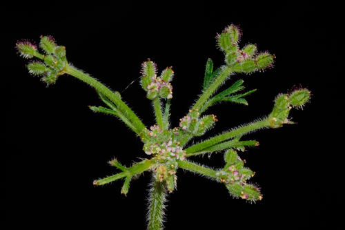 Daucus montanus (Daucus montanus)