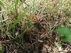 Phrixotrichus vulpinus