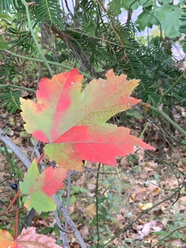 Acer rubrum