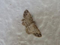 Epimecis anonaria