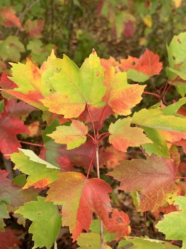 Acer rubrum