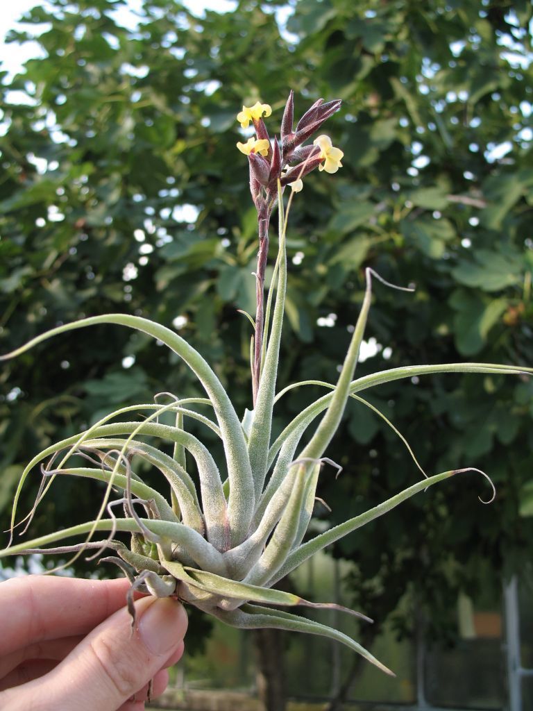 Tillandsia humilis