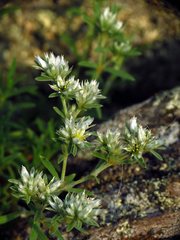 Paronychia argyrocoma
