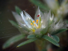 Paronychia argyrocoma