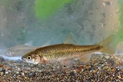 Sarmarutilus rubilio