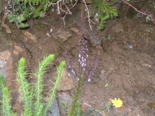 Anarrhinum longipedicellatum (Anarrhinum longipedicellatum)