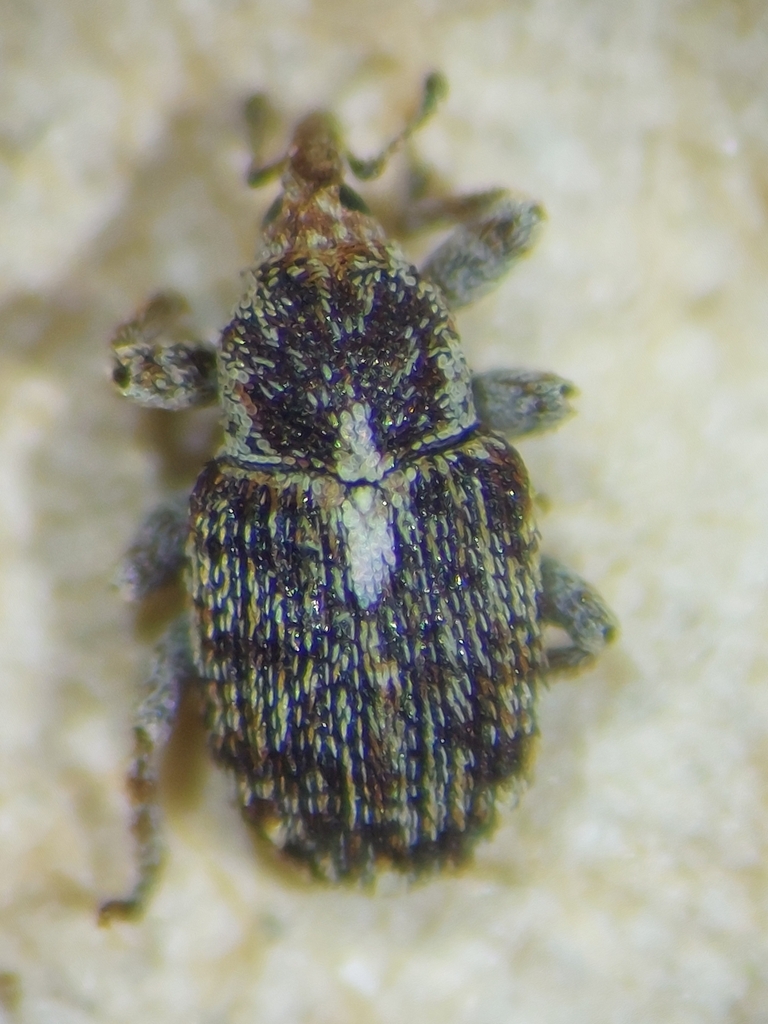 Sibinia variegata