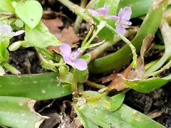 Murdannia keisak