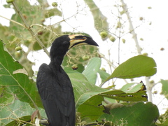 Lophoceros fasciatus