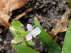 Murdannia keisak