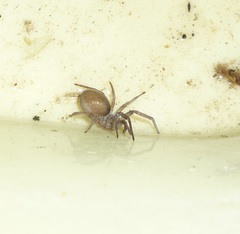 Filistata insidiatrix