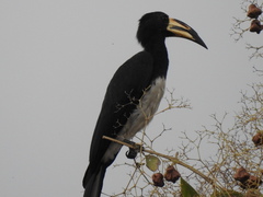 Lophoceros fasciatus