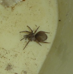 Filistata insidiatrix