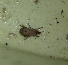 Filistata insidiatrix