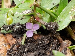 Murdannia keisak
