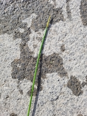 Eleocharis cellulosa