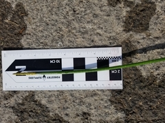 Eleocharis cellulosa