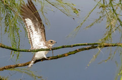 Chordeiles rupestris