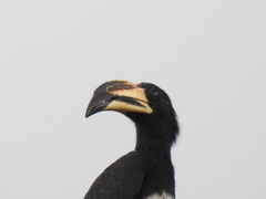 Lophoceros fasciatus