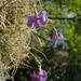 Tillandsia mallemontii - Photo (c) Deutsch:, some rights reserved (CC BY-SA)