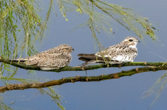 Chordeiles rupestris