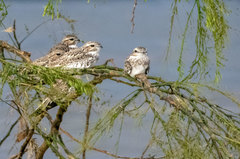 Chordeiles rupestris