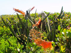 Gasteria acinacifolia
