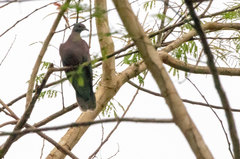 Patagioenas subvinacea