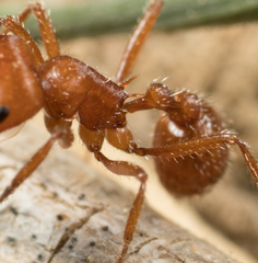 Pogonomyrmex subnitidus