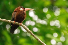 Galbalcyrhynchus leucotis