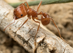 Pogonomyrmex subnitidus