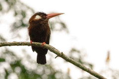 Galbalcyrhynchus leucotis