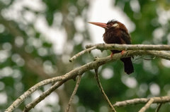 Galbalcyrhynchus leucotis