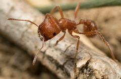 Pogonomyrmex subnitidus