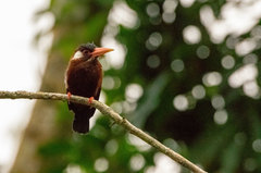 Galbalcyrhynchus leucotis
