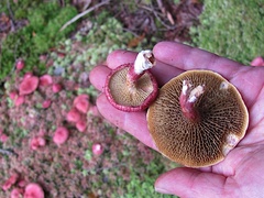 Suillus paluster