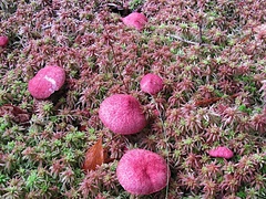 Suillus paluster